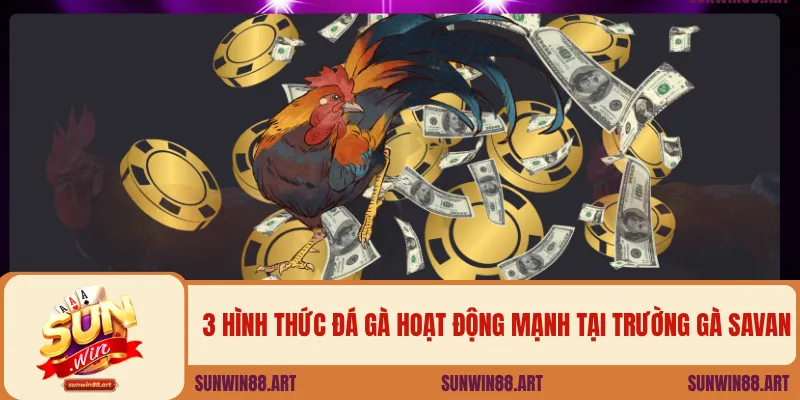 3 hình thức đá gà hoạt động mạnh tại trường gà Savan