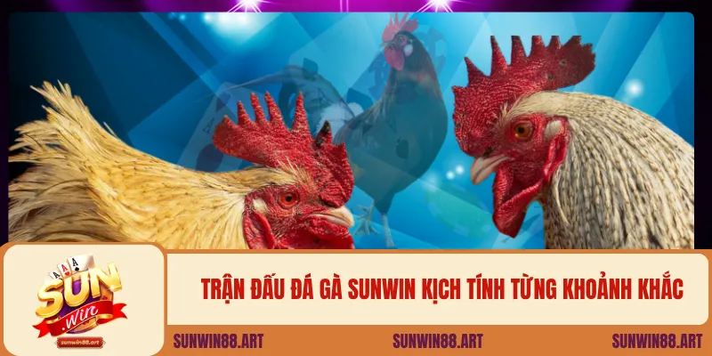 Trận đấu đá gà Sunwin kịch tính từng khoảnh khắc